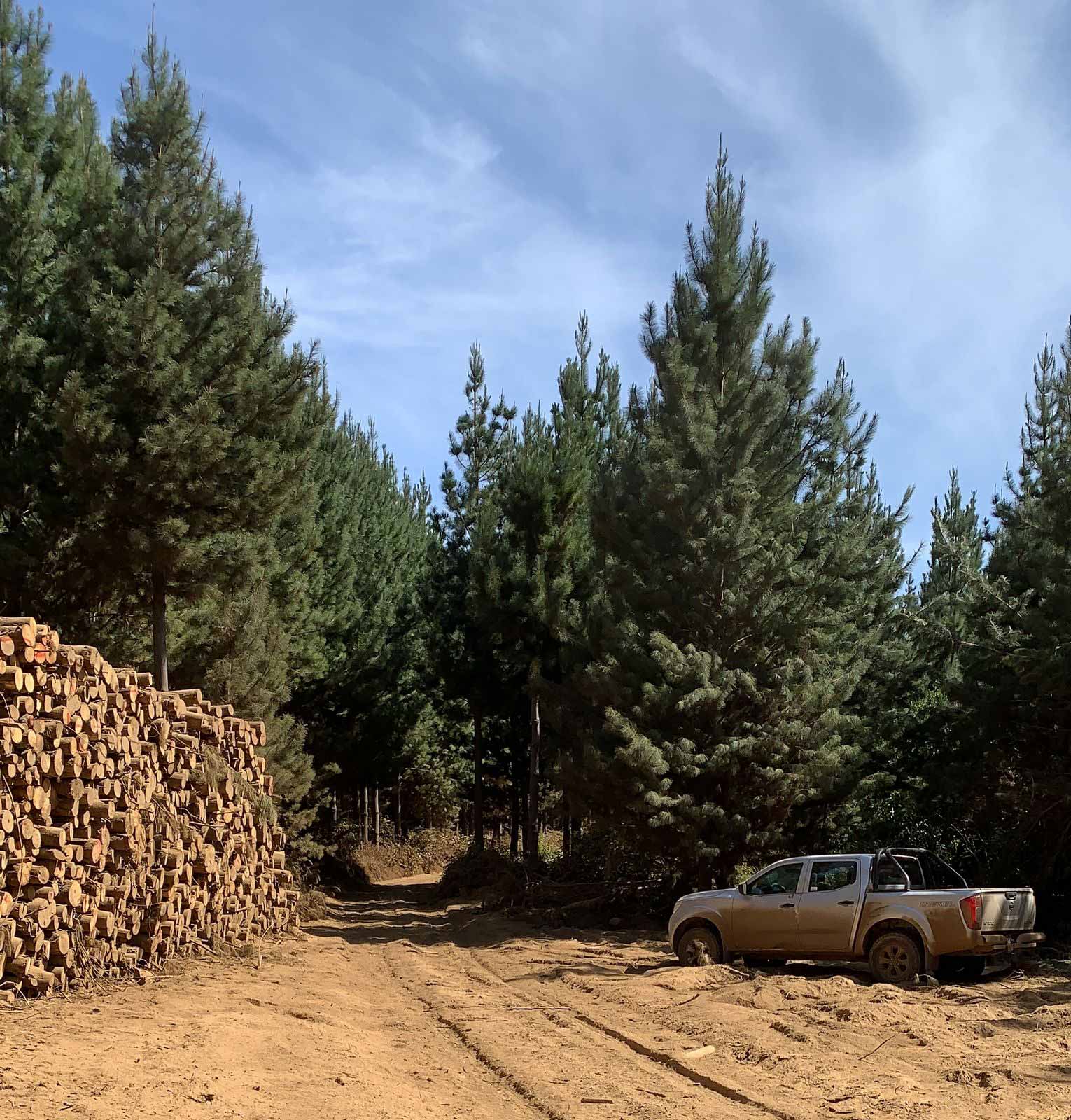 Operaciones forestales